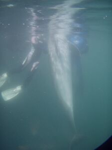 070819dolphin.jpg 225×300 5K