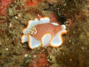0210_izutei.jpg 300×225 17K