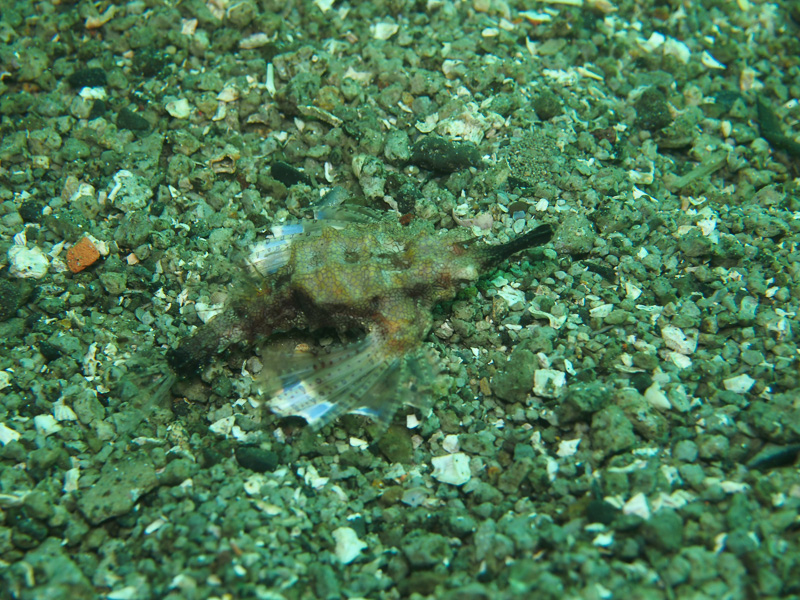 伊１　獅子浜にテング！