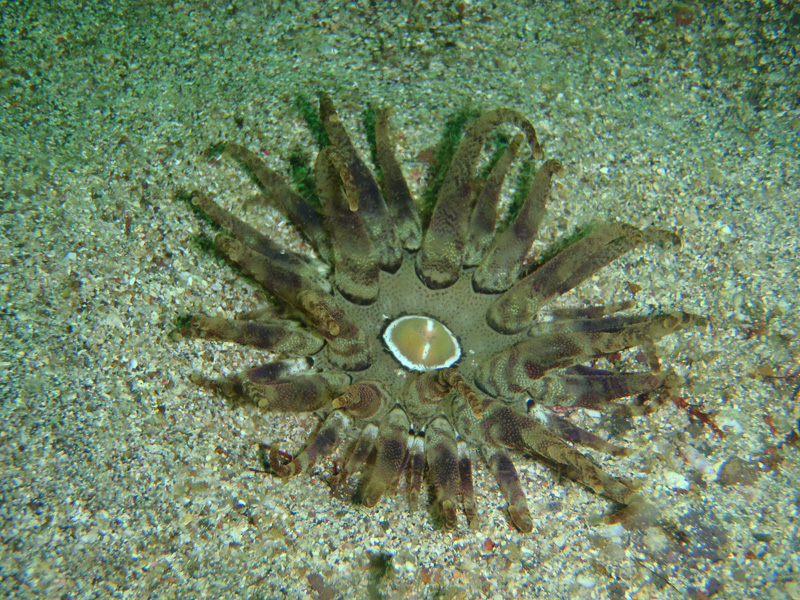 伊１１　私の目を見なさい・・あなたはだんだん眠くな～る