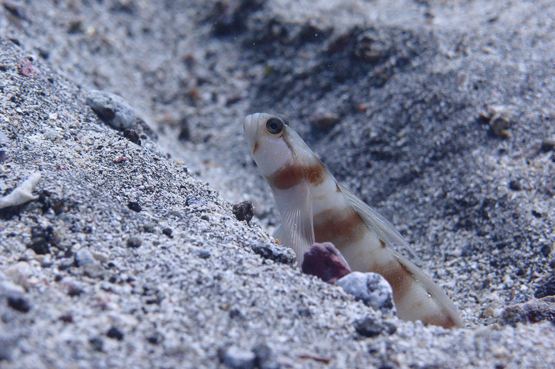 伊１３　図鑑撮りポーズ