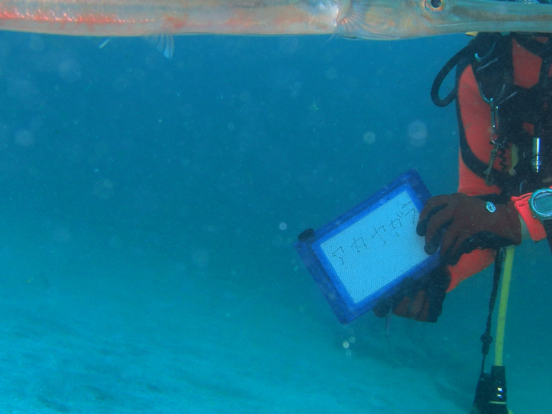 伊１４　アカヤガラ・・どこ？