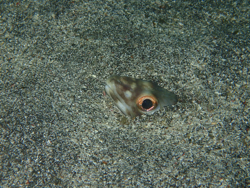 伊１５　なぁ～に・・？