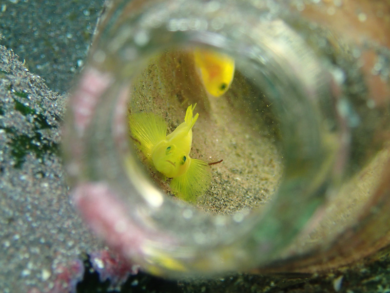 伊１７　は～い、どちら様？