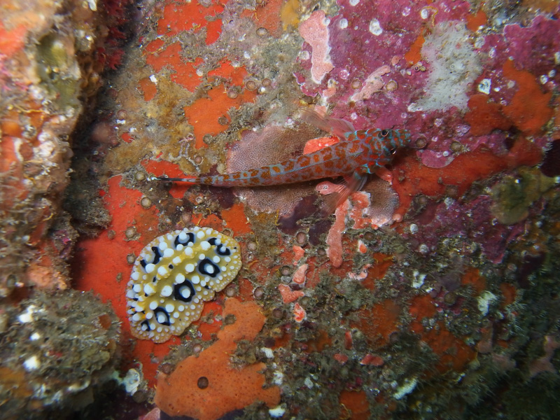 伊３　イミテーション