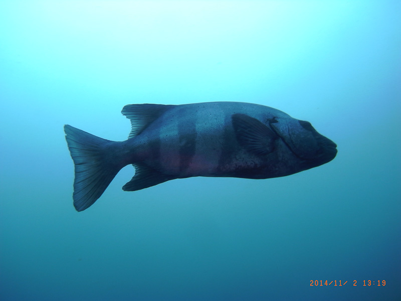 伊２４　魚拓