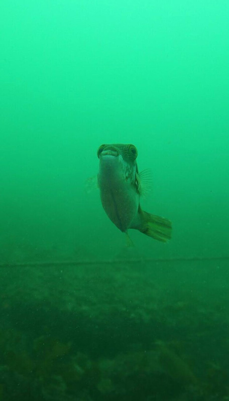 伊４　ジャンピ～ングッ♪