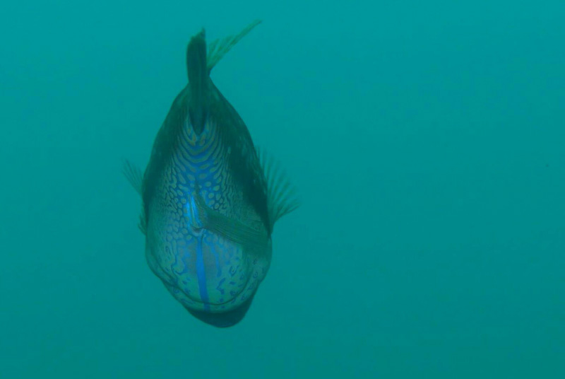 伊５　ダイバーの世界♪