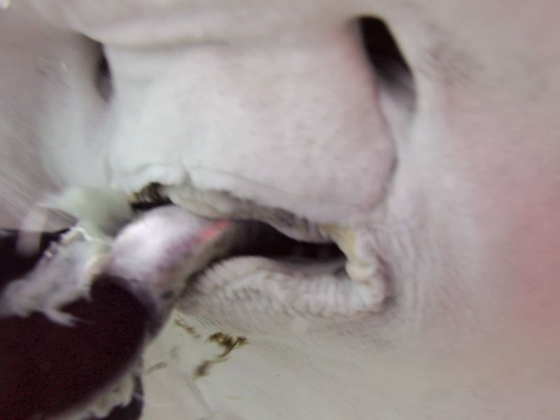 伊４３　早くよこせよ、腹減ってんの！！