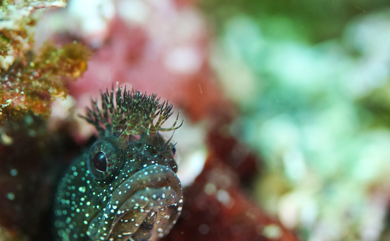 伊５６　タラコくちびる