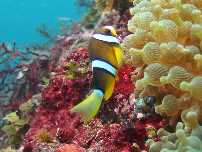 伊７　クマノミ