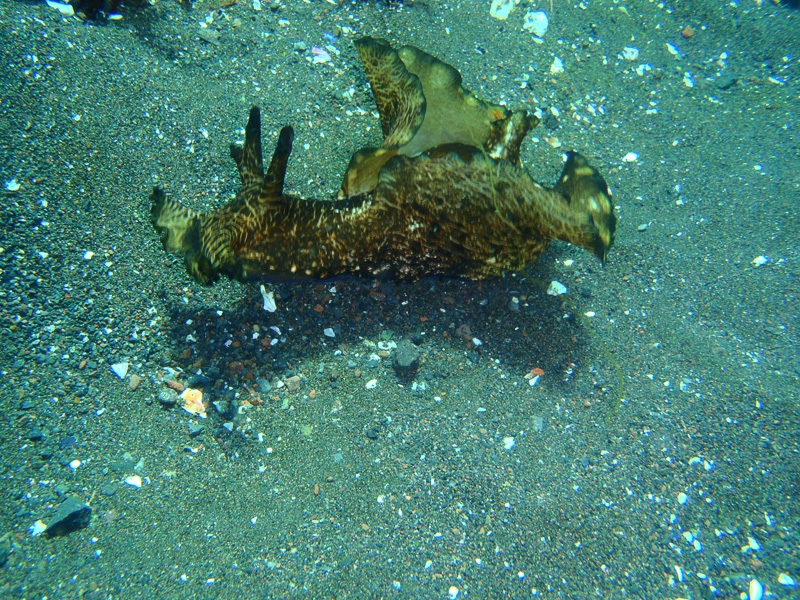 伊９　ＡＢＹＳＳ　Ⅱ