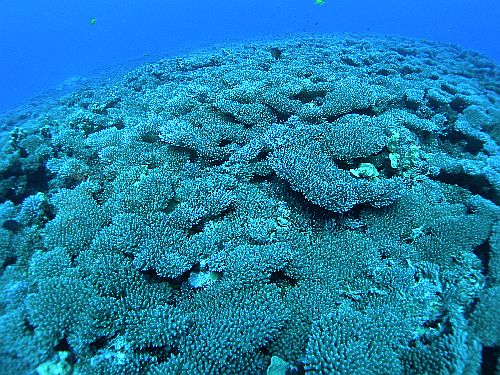 綺麗なサンゴ礁