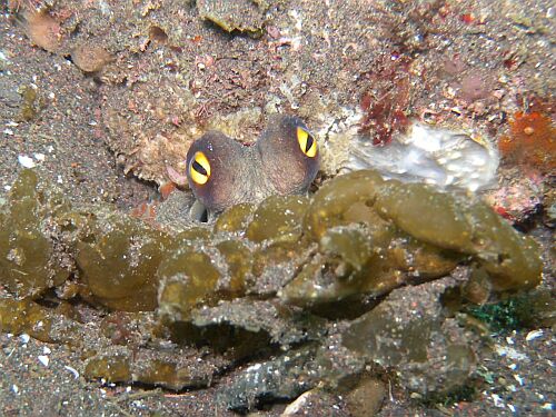 海藻に隠れるタコ君