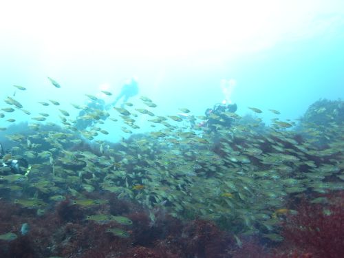 お魚ぐっちゃり！