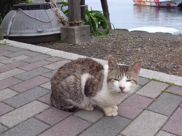 また来てにゃ