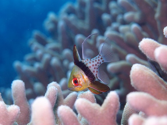 この魚、凄い柄ですよね