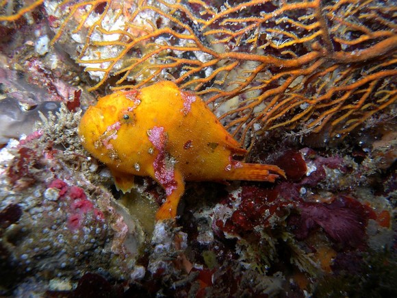 ドシンと構えるカエルアンコウ