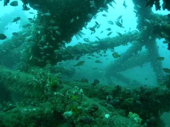 魚ぐっちゃり