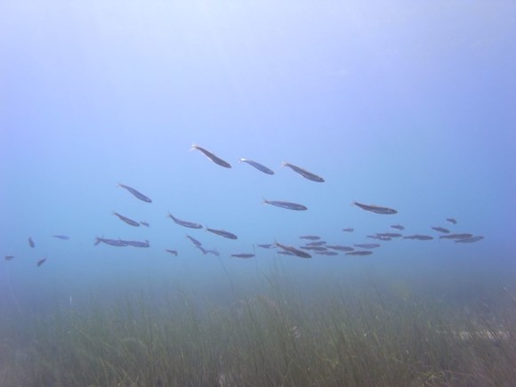 お魚が横切りました！