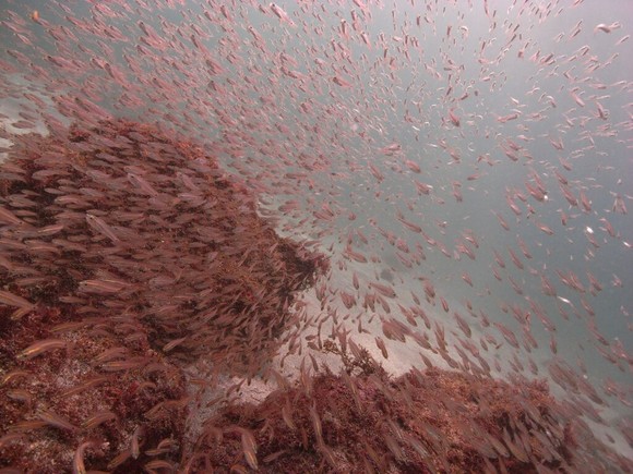 魚多し