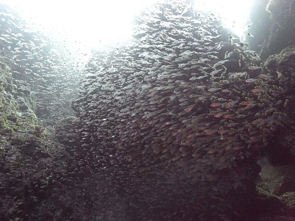 魚いっぱい。