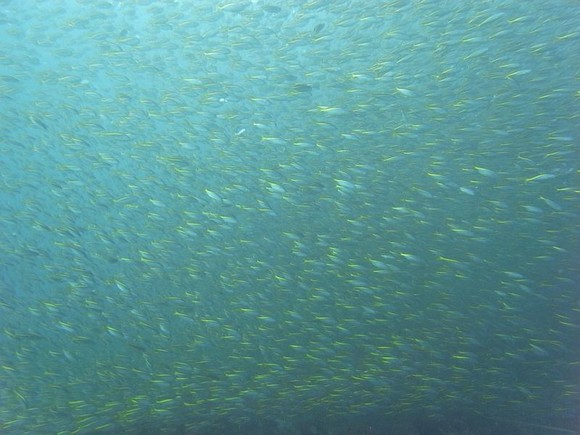  な、なんだこの魚群！