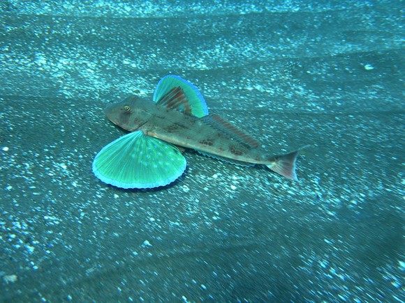 冬のお魚　ホウボウ