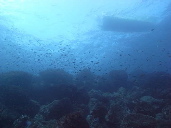 魚も、ﾎﾞｰﾄもくっきり。