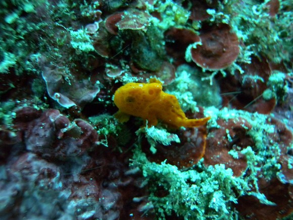 小指の爪ほどのカエルアンコウ