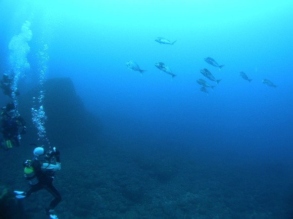 大きなマダイの老魚群