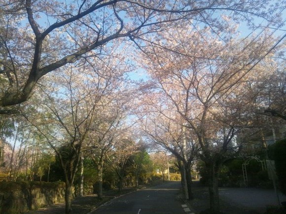 桜はまだキレイですよ〜。