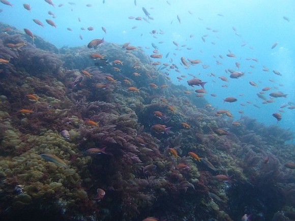 魚が多かった