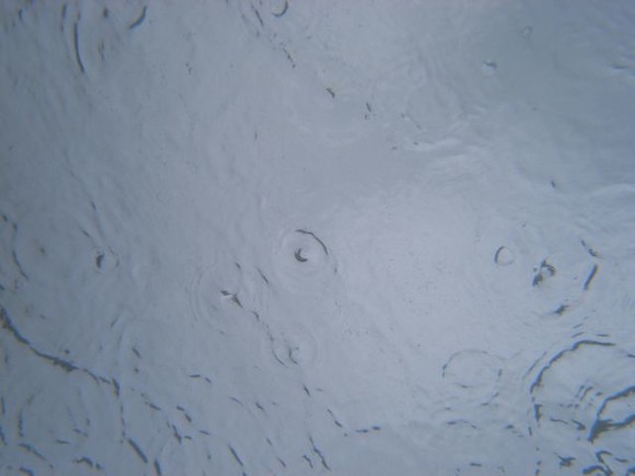 逆の発想！水中から見た雨(波紋がキレイ)