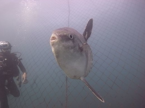 うぅー、マンボウ?2