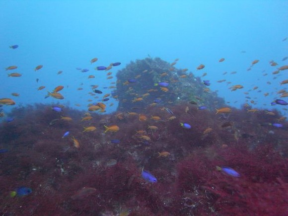 秋の浜は魚が多い！