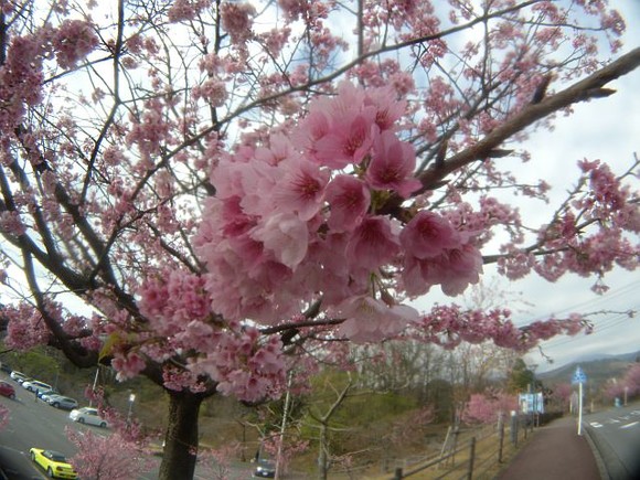 早咲きの桜