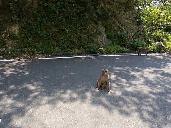 波勝崎のお猿さん