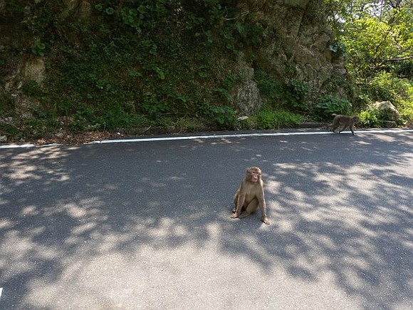 波勝崎のお猿さん