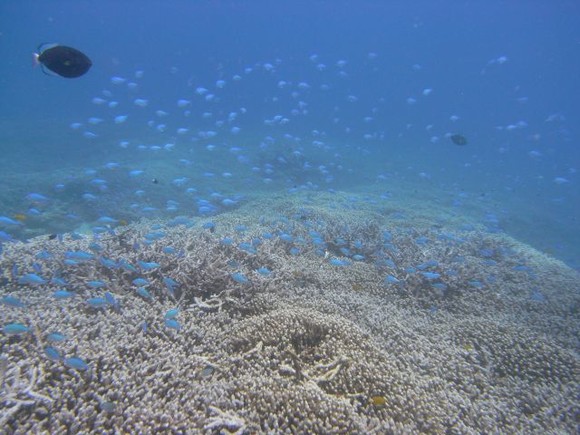 美ら海ですなぁ