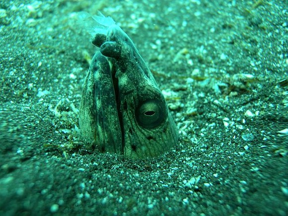 海底にはホタテウミヘビが！！