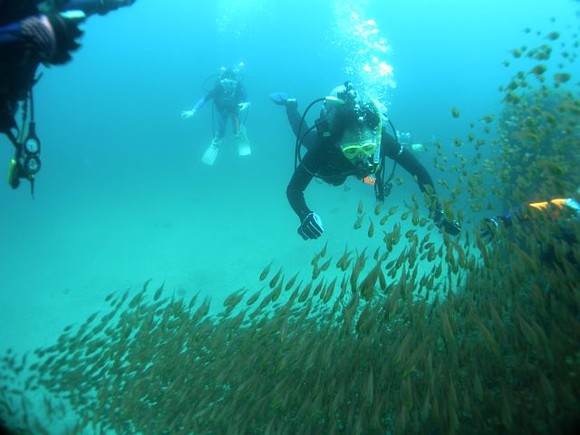 この魚は？