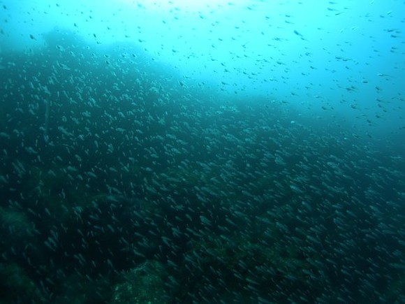 小魚たち