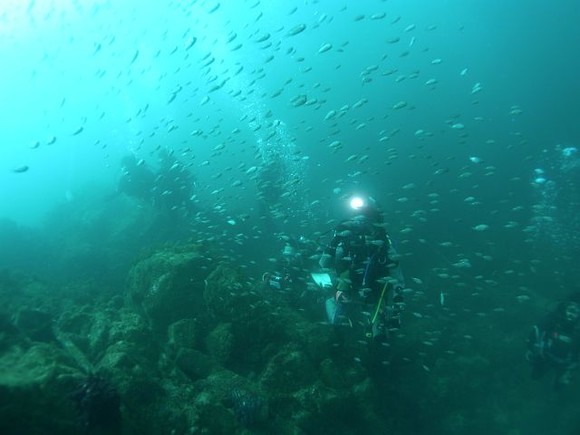 魚に囲まれて