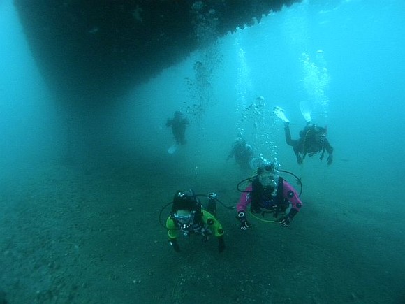 浮き桟橋の下も潜ってみる