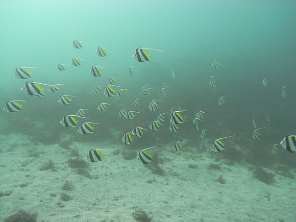 お魚パラダイスや〜