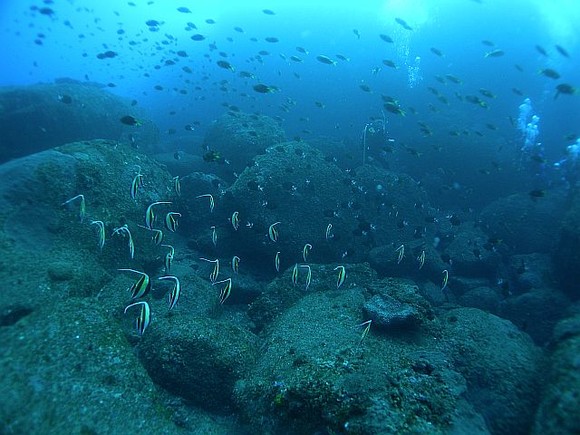 魚の数も凄い！！