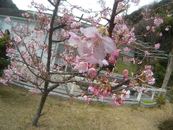 河津桜は満開です！！