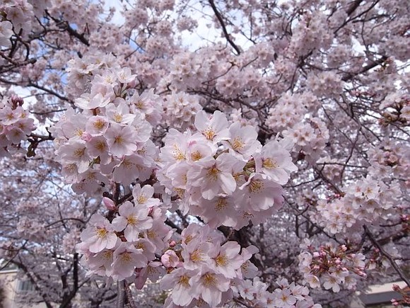 桜満開☆