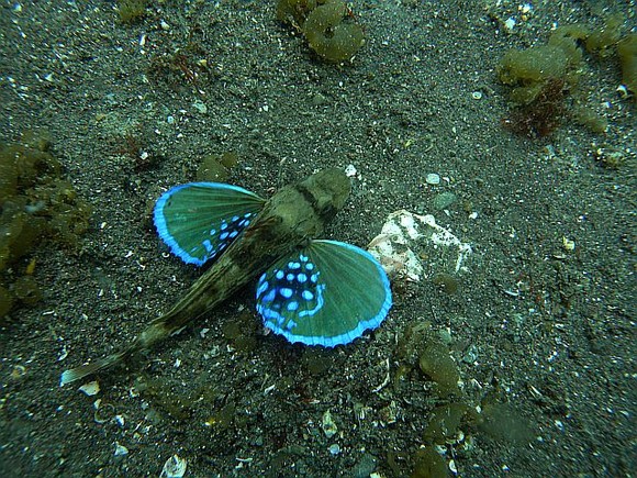 ホウボウの子供が方々に